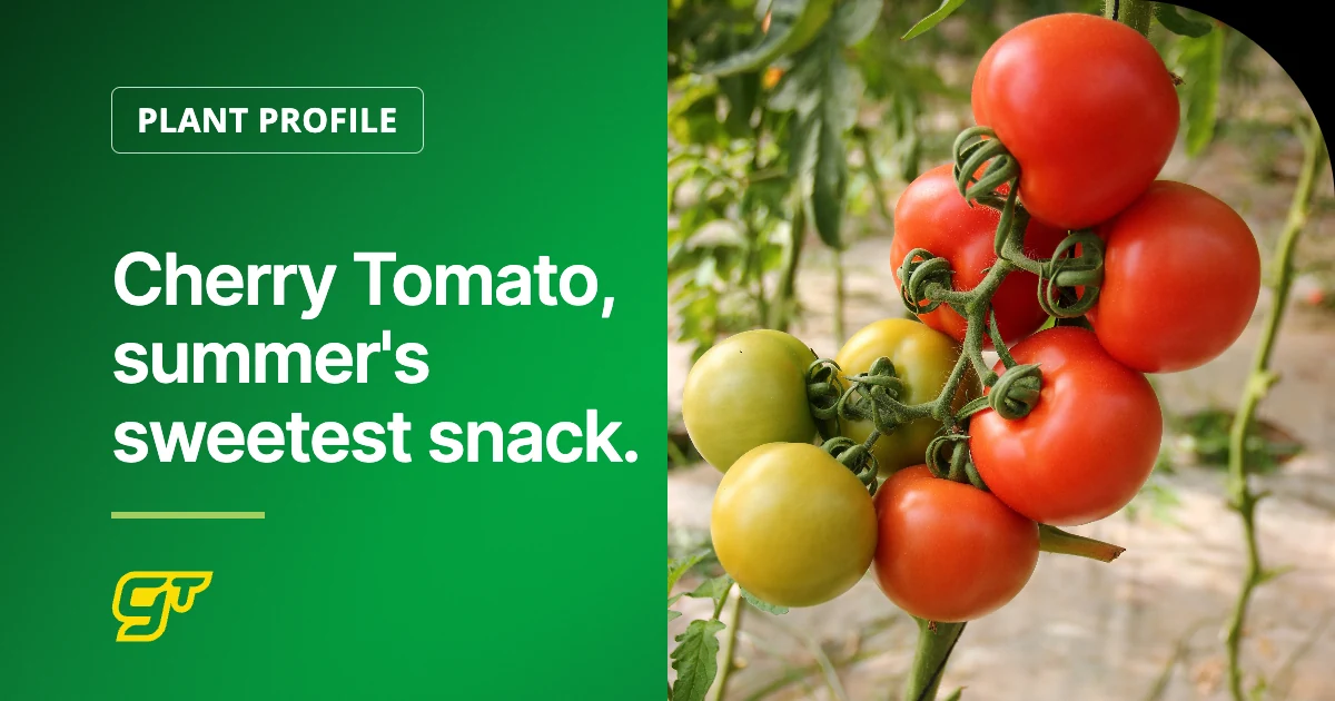 Cherry Tomato, summer's sweetest snack.