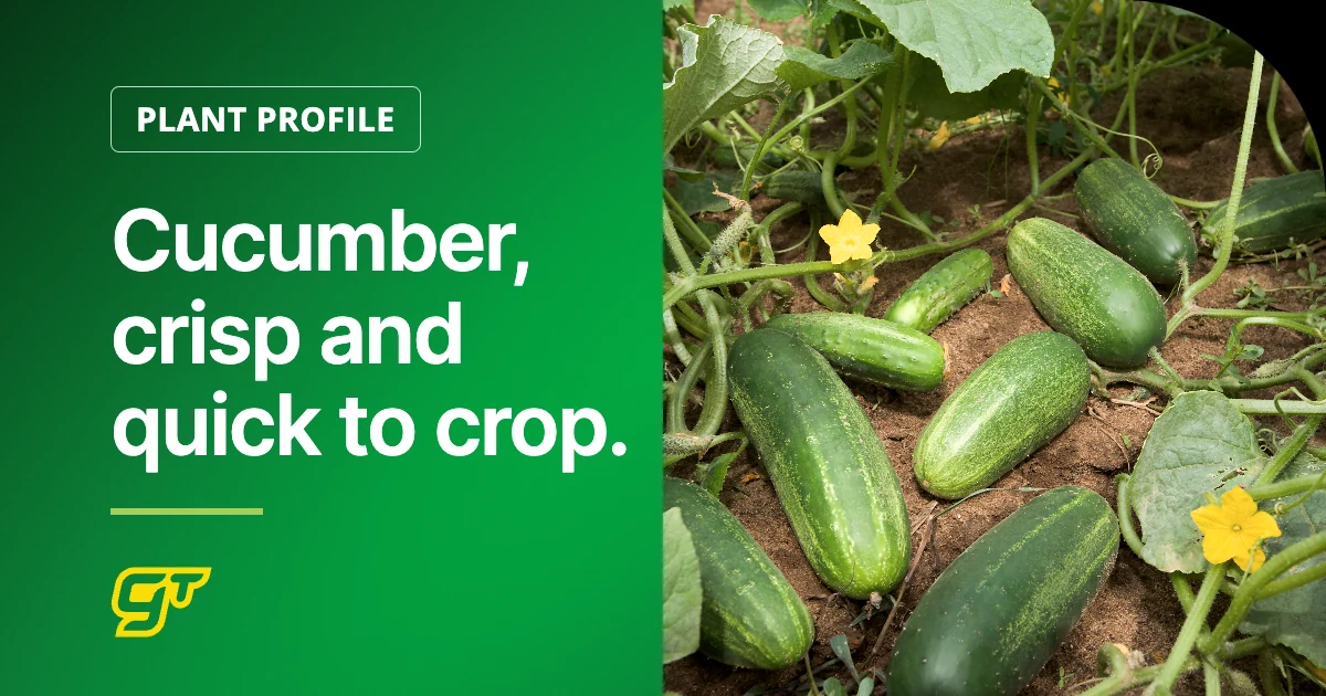 Cucumber, crisp and quick to crop.