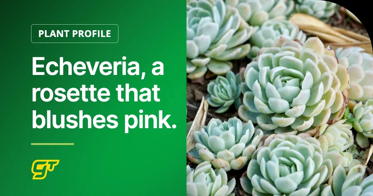 Echeveria, a rosette that blushes pink.