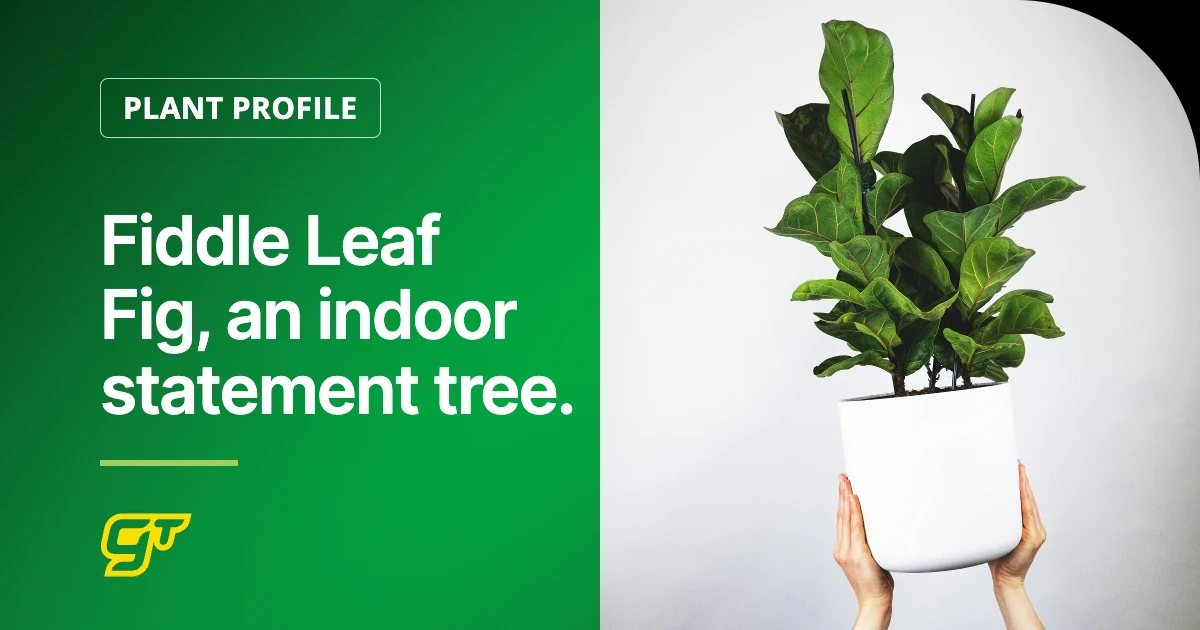 Fiddle Leaf Fig, an indoor statement tree.