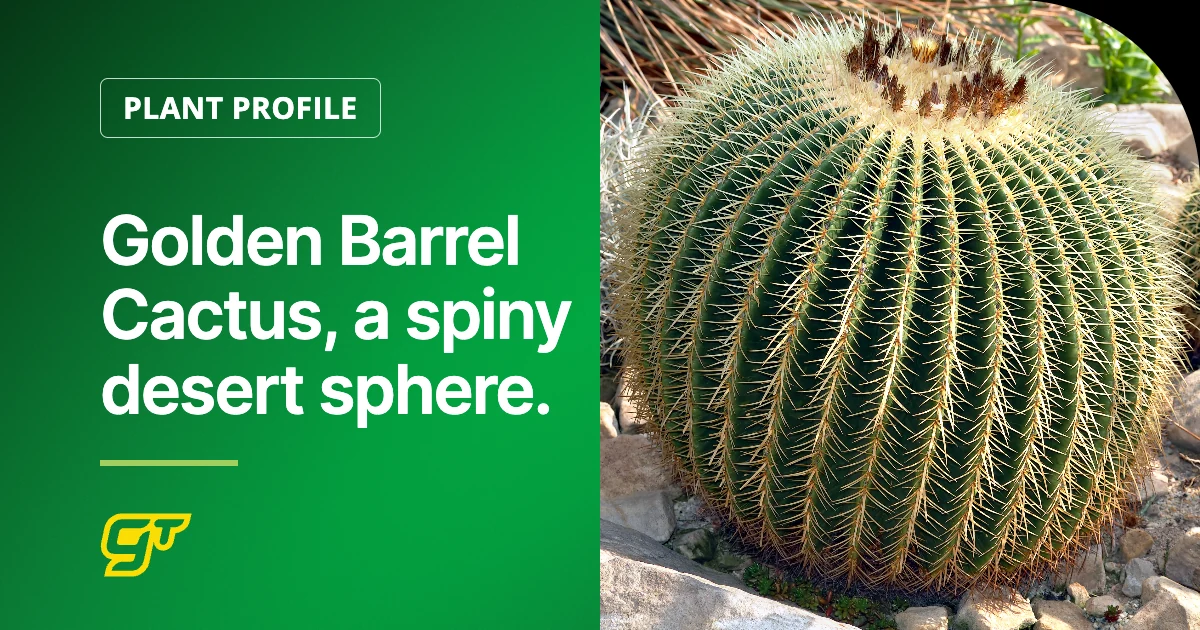 Golden Barrel Cactus, a spiny desert sphere.