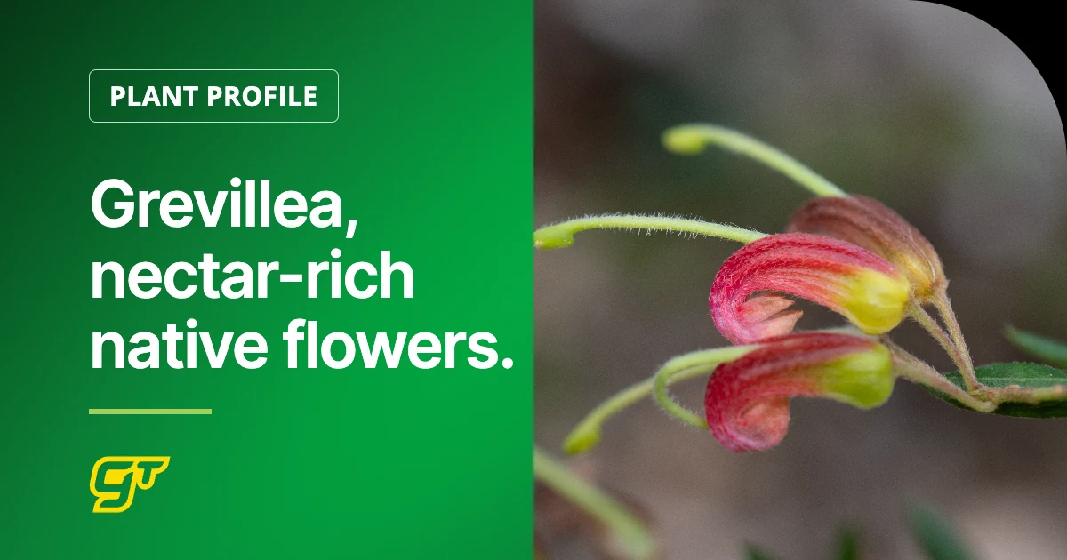 Grevillea, nectar-rich native flowers.