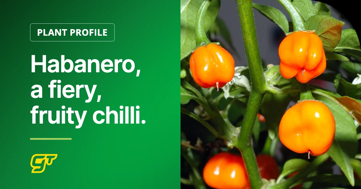 Habanero, a fiery, fruity chilli.