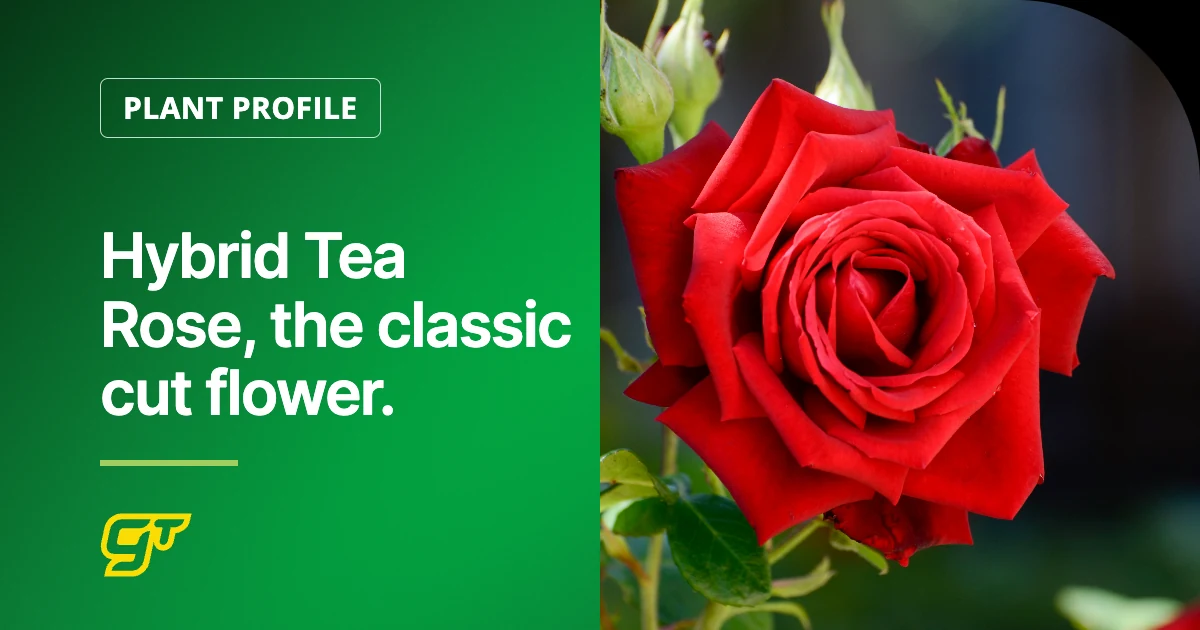 Hybrid Tea Rose, the classic cut flower.