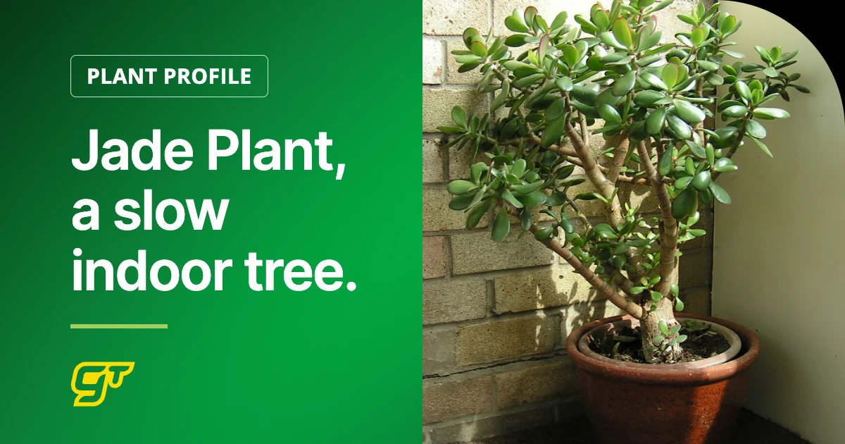 Jade Plant, a slow indoor tree.