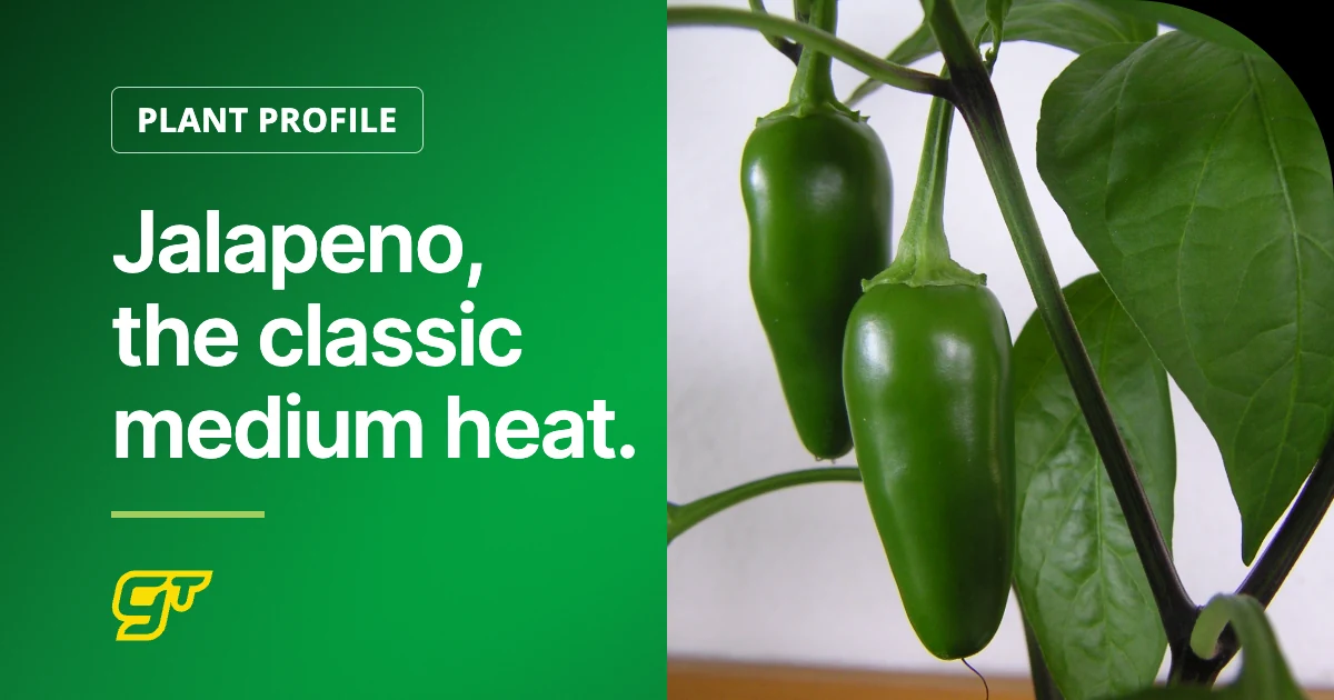 Jalapeno, the classic medium heat.
