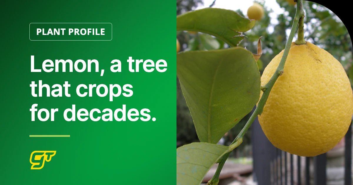 Lemon, a tree that crops for decades.