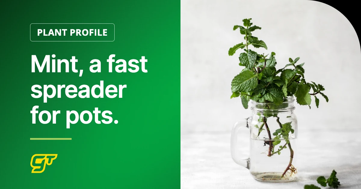 Mint, a fast spreader for pots.