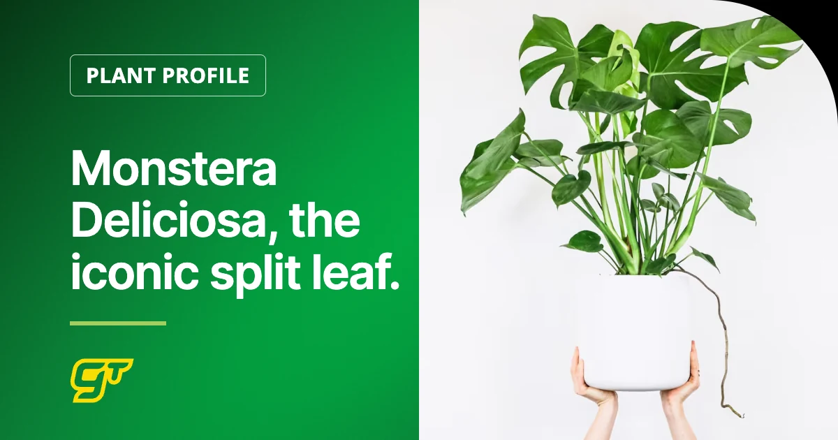 Monstera Deliciosa, the iconic split leaf.