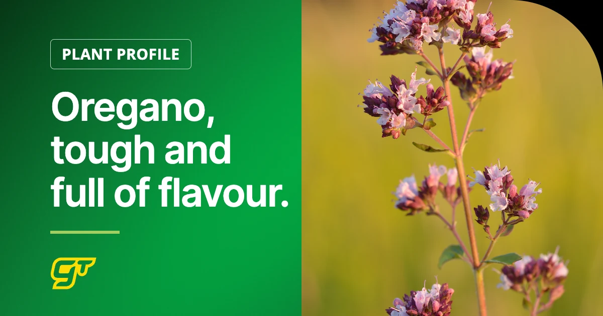 Oregano, tough and full of flavour.