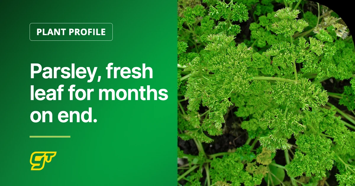 Parsley, fresh leaf for months on end.