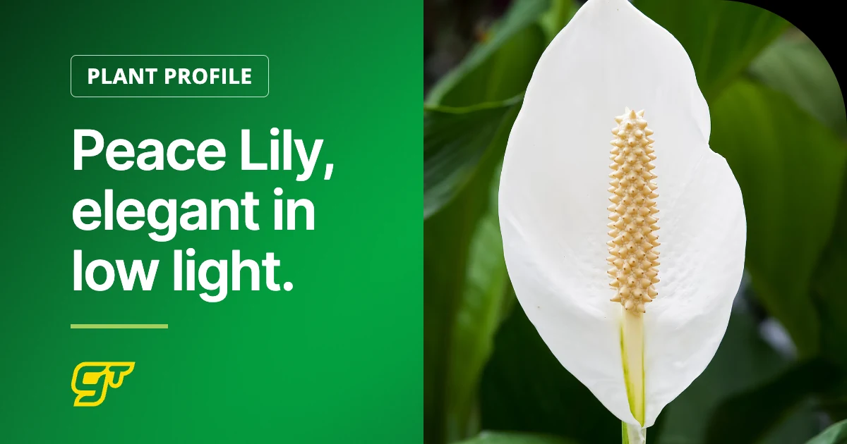 Peace Lily, elegant in low light.