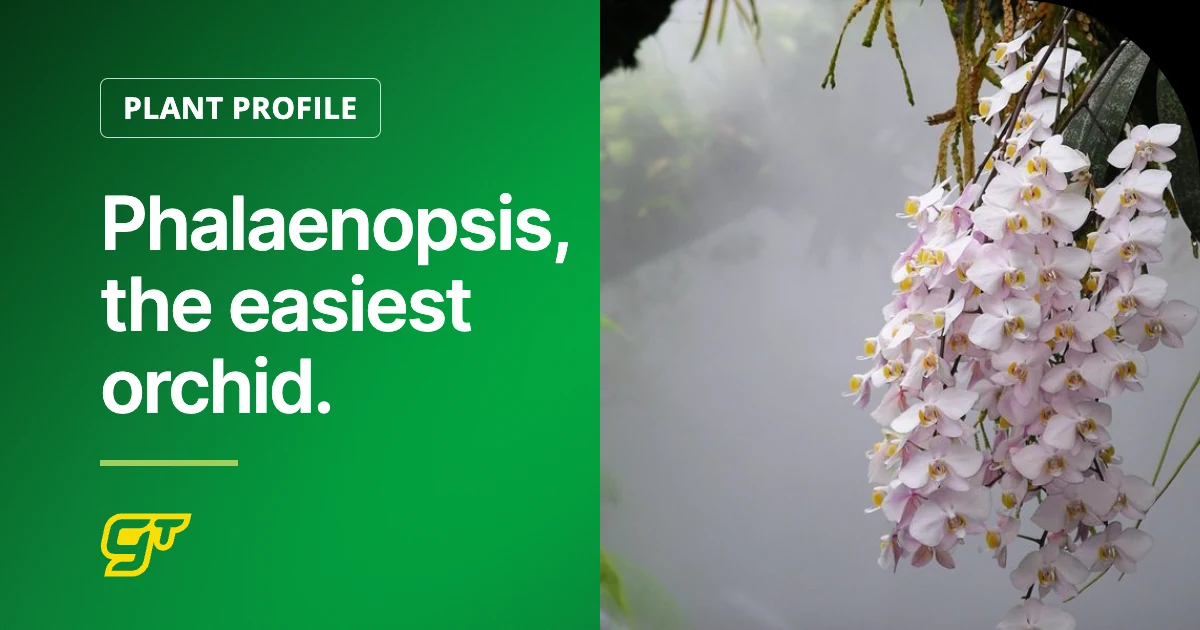Phalaenopsis, the easiest orchid.
