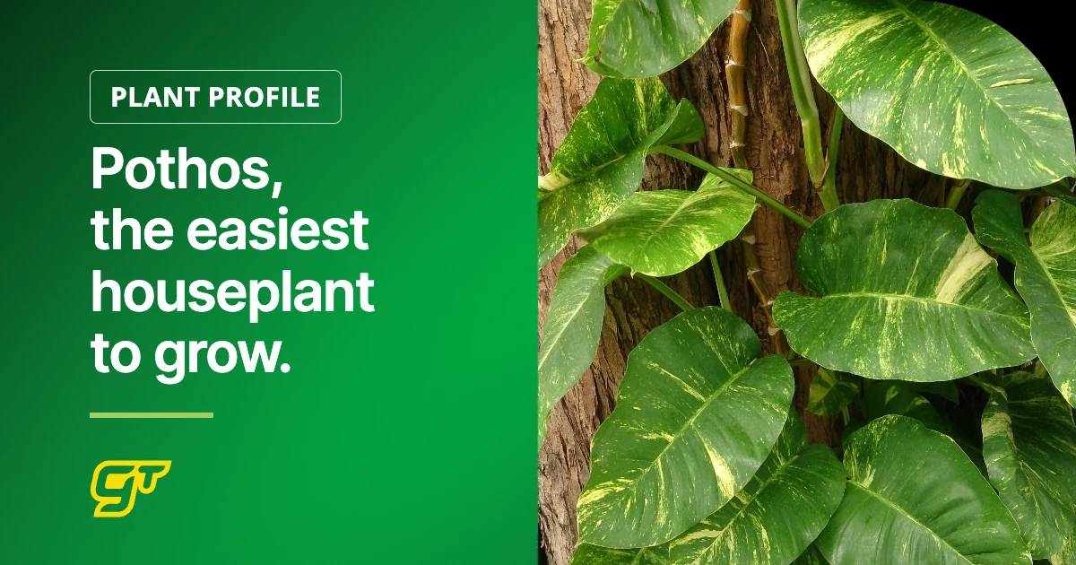 Pothos, the easiest houseplant to grow.