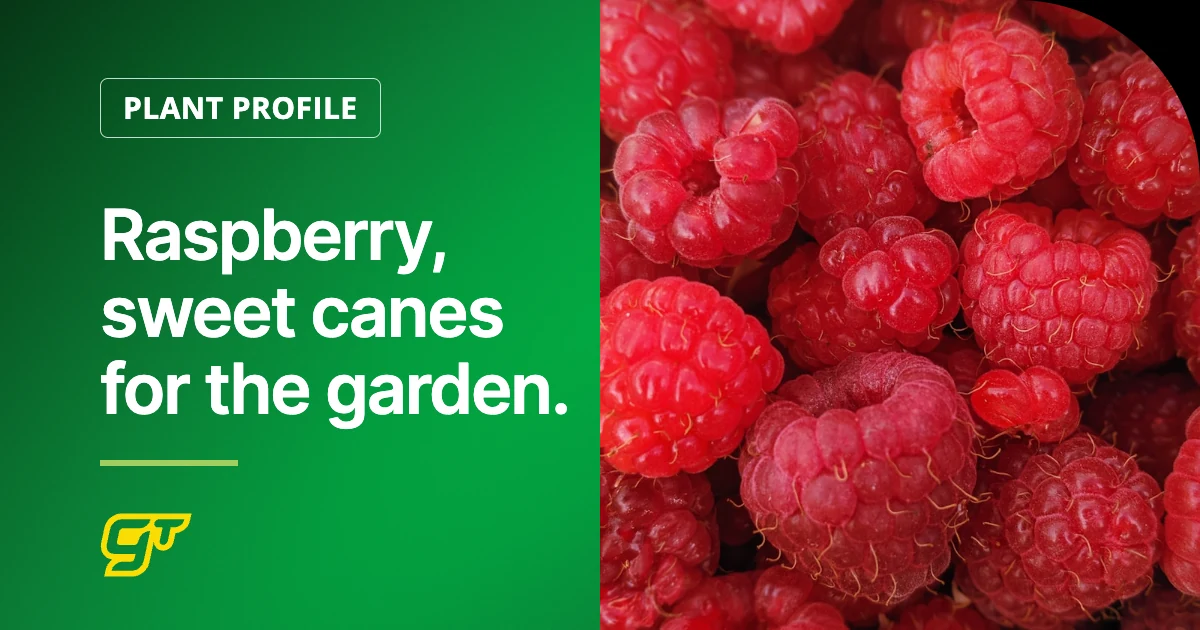 Raspberry, sweet canes for the garden.