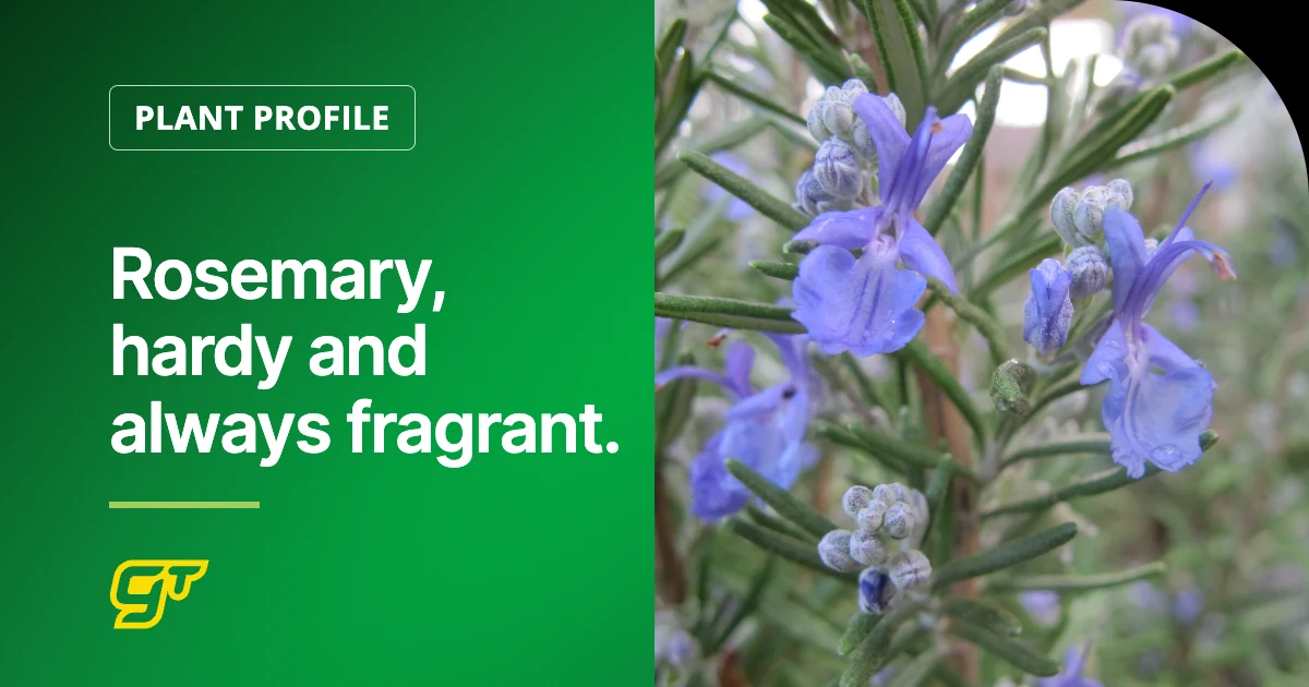 Rosemary, hardy and always fragrant.