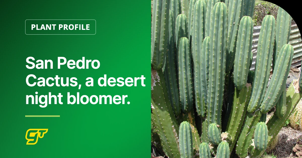 San Pedro Cactus, a desert night bloomer.