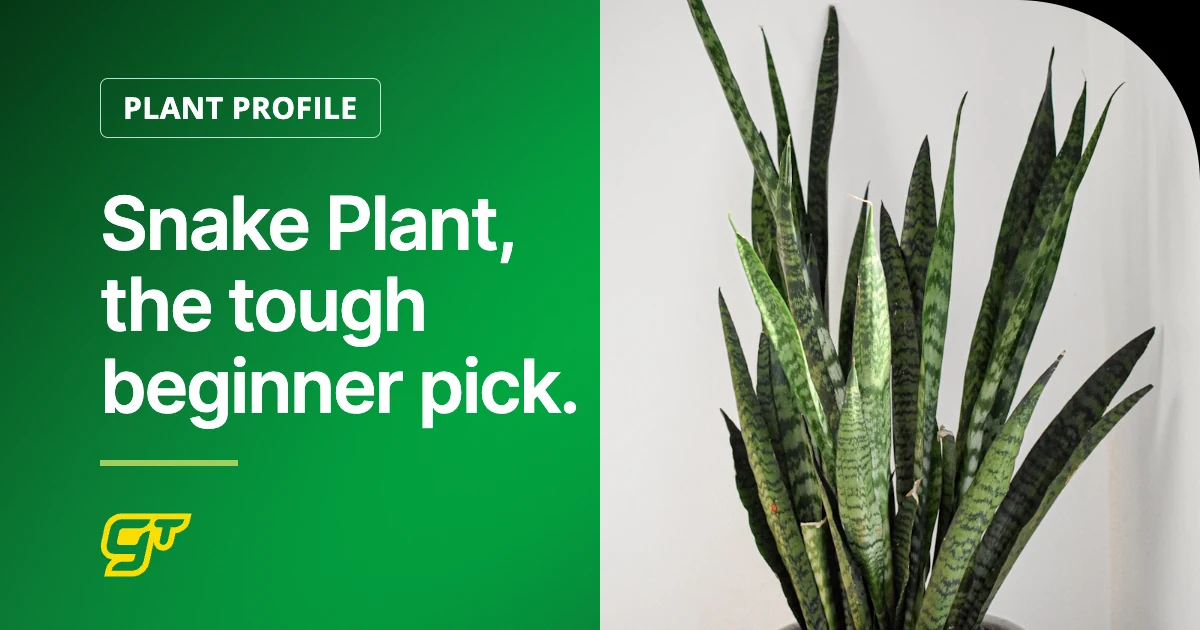 Snake Plant, the tough beginner pick.