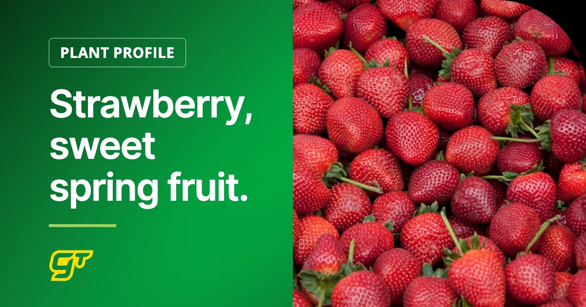 Strawberry, sweet spring fruit.