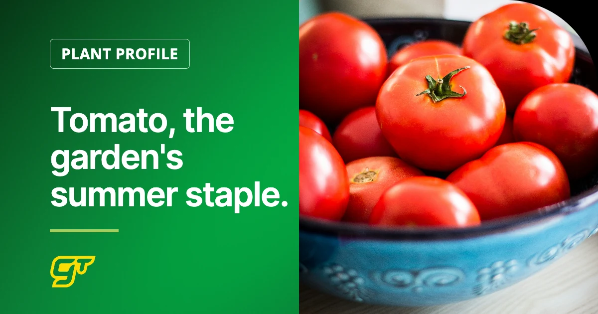 Tomato, the garden's summer staple.