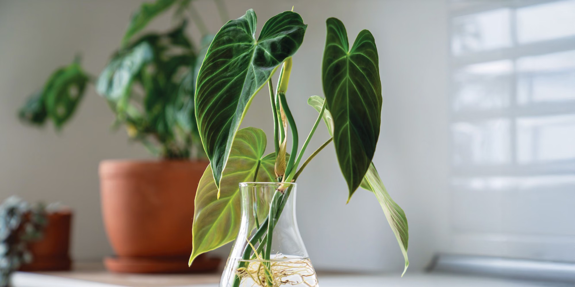 Beyond NPK: What Nutrient Labels Don't Tell You