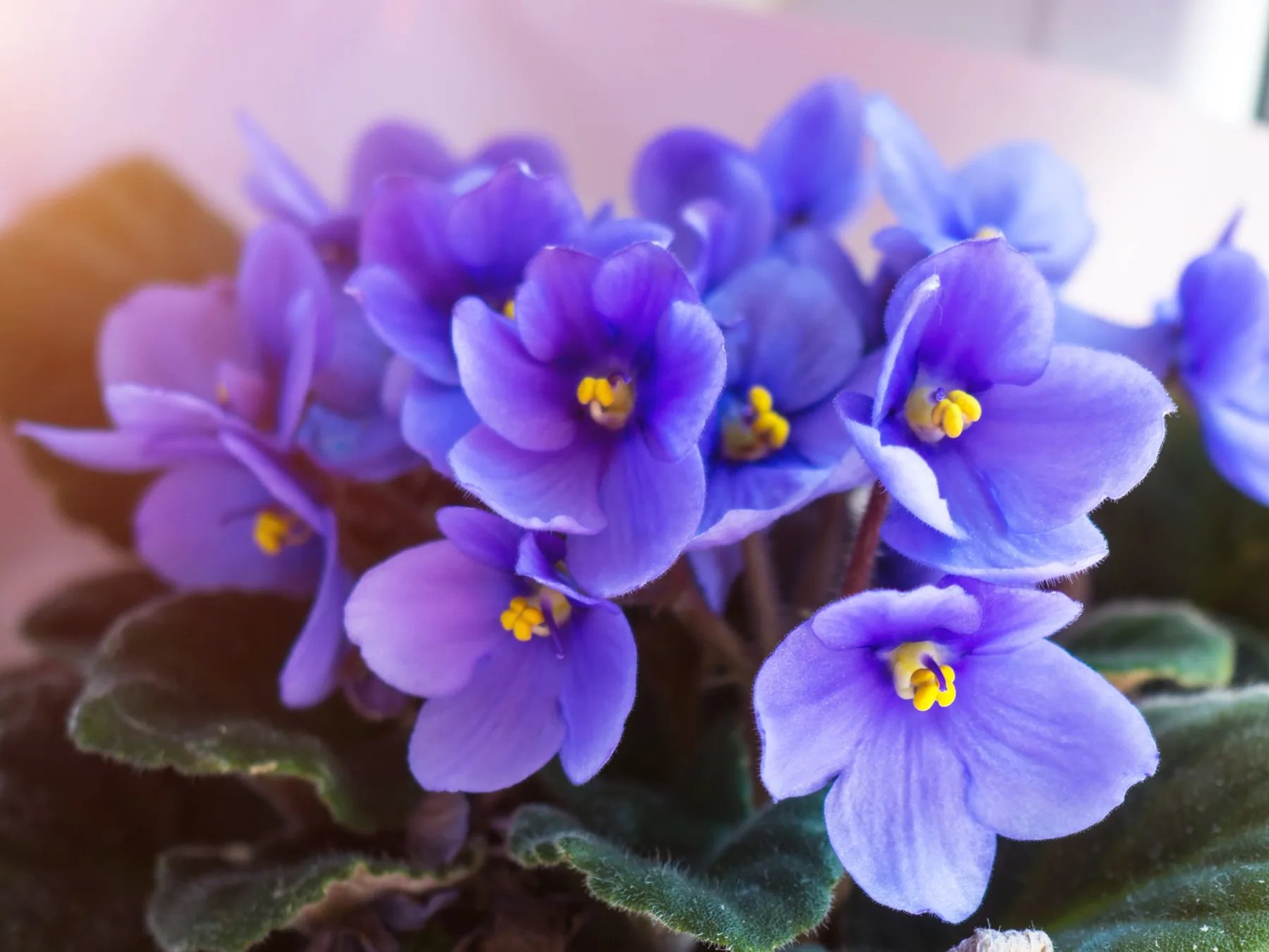 Purple African violet flowers with yellow centres above fuzzy green leaves