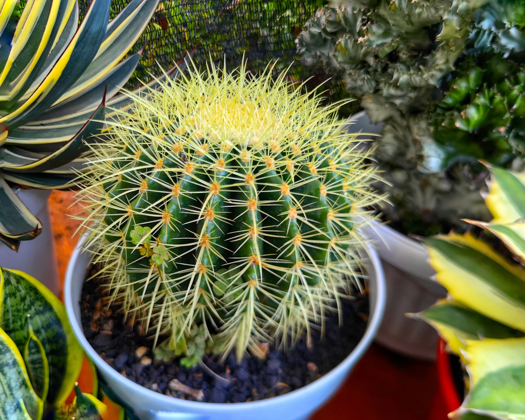 Golden barrel cactus with yellow spines in a white pot