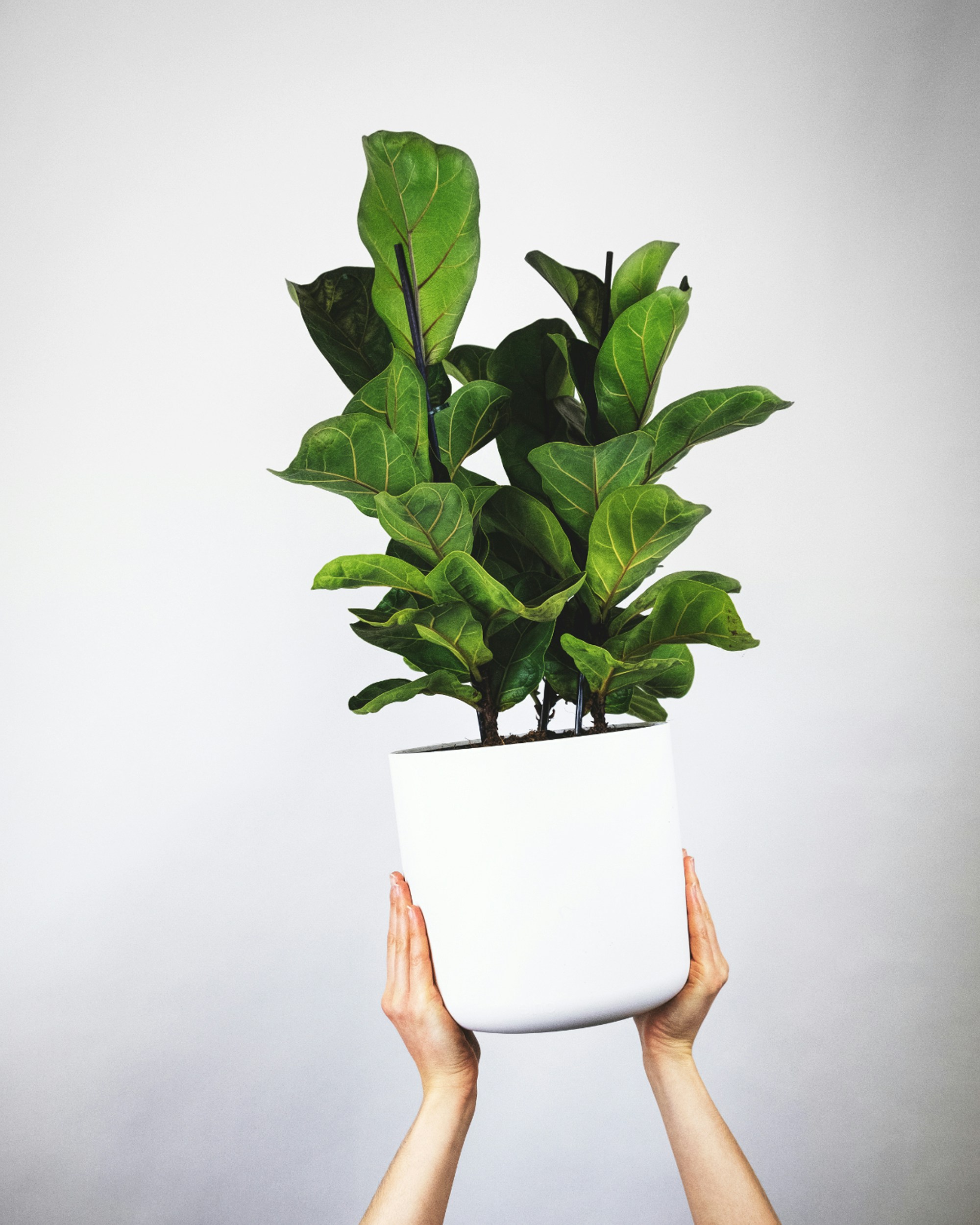 Fiddle leaf fig in a white pot