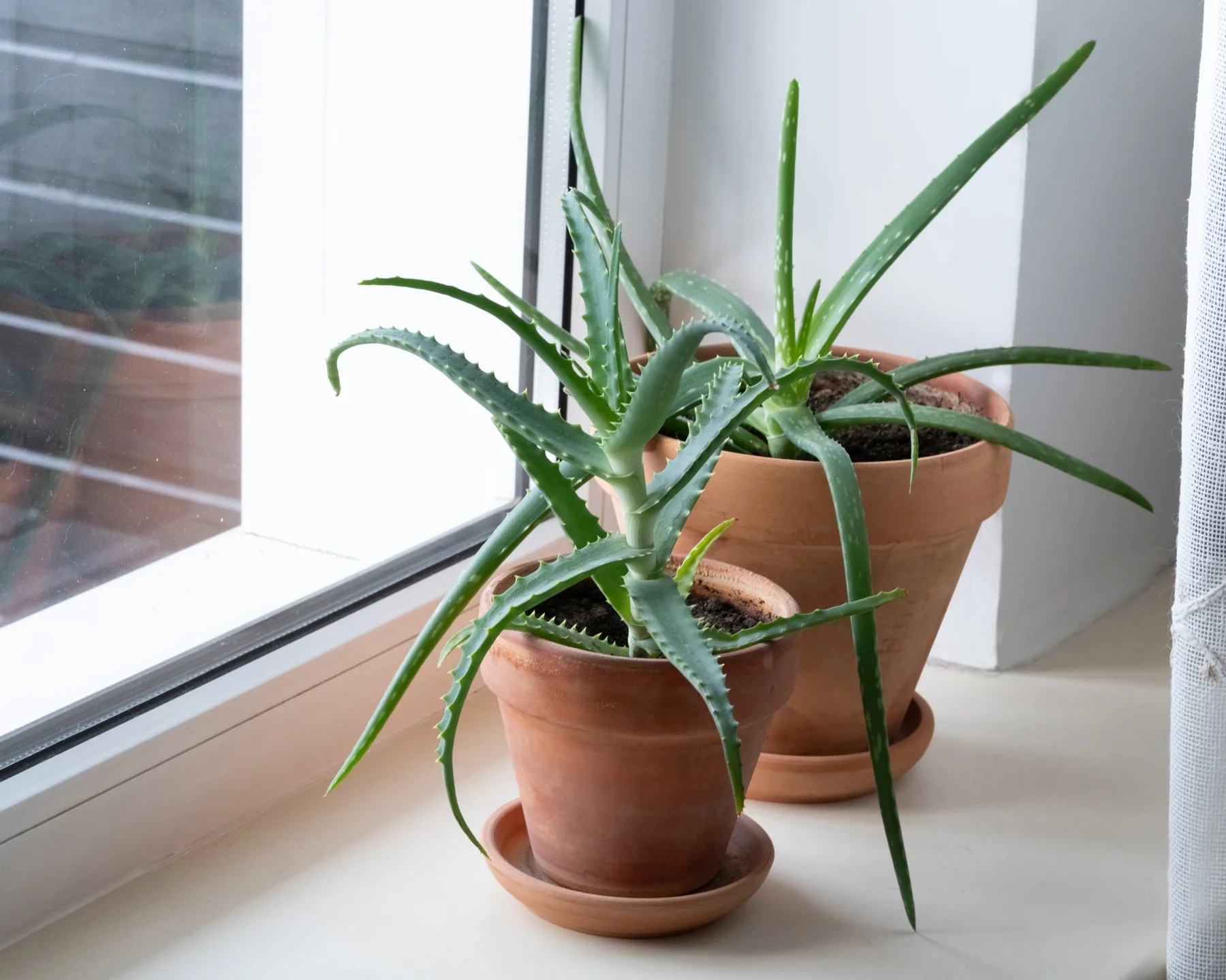 Aloe vera plants in terracotta pots on a windowsill