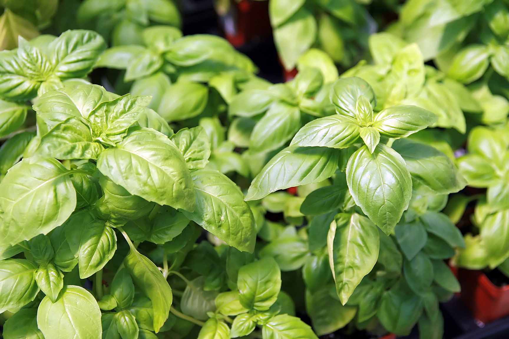 Bushy green basil plant