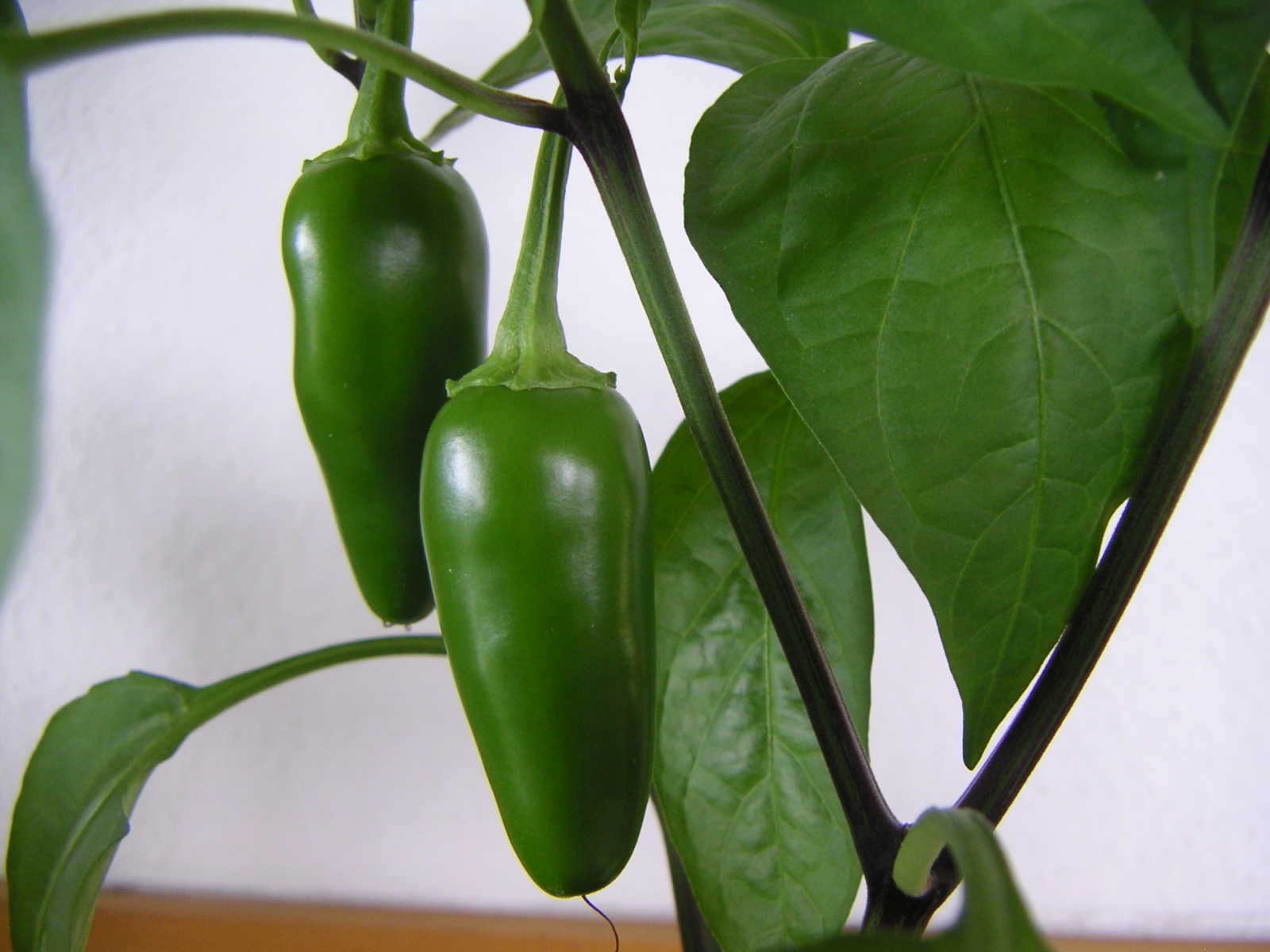 Green jalapeño chillies growing on the plant