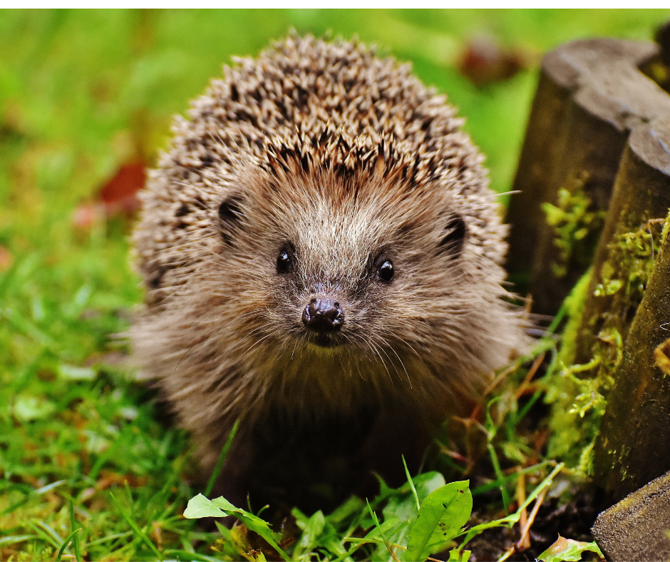 Can you help hedgehogs whilst living at university?