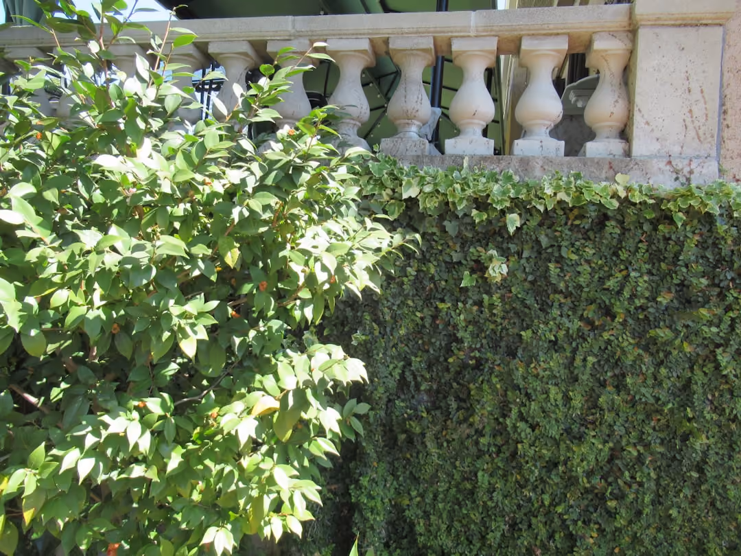 lush green living wall providing privacy