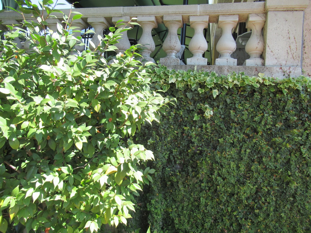 lush green living wall providing privacy lush green living wall providing privacy