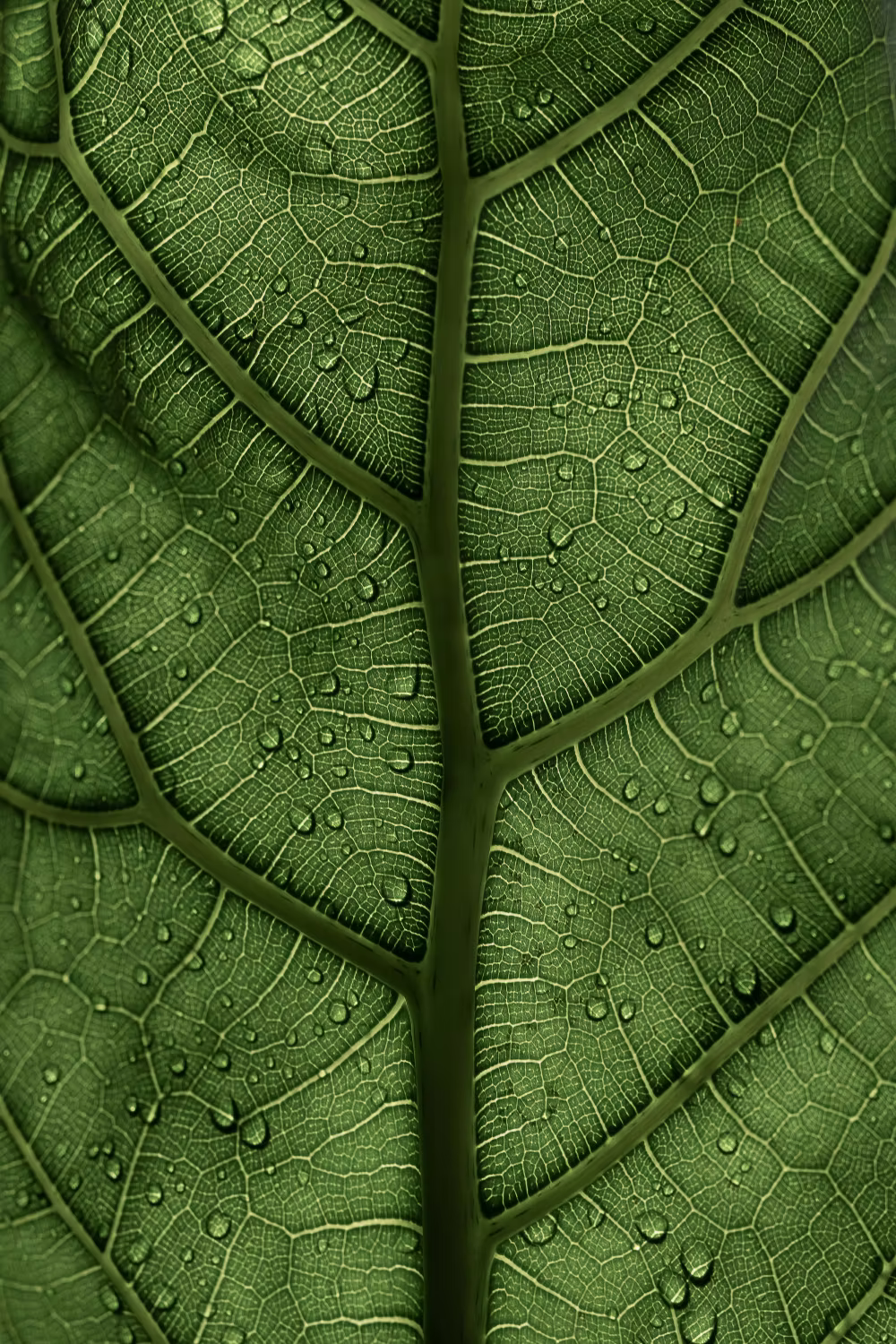 Close-up of a green leaf showing detailed veins and water droplets.
