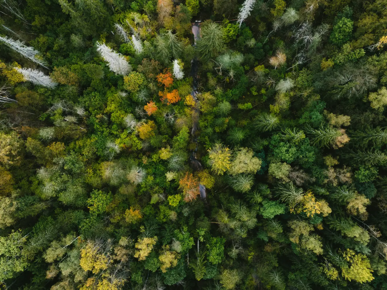 Aerial view of dense forest with mixed green, yellow, and orange foliage in autumn.