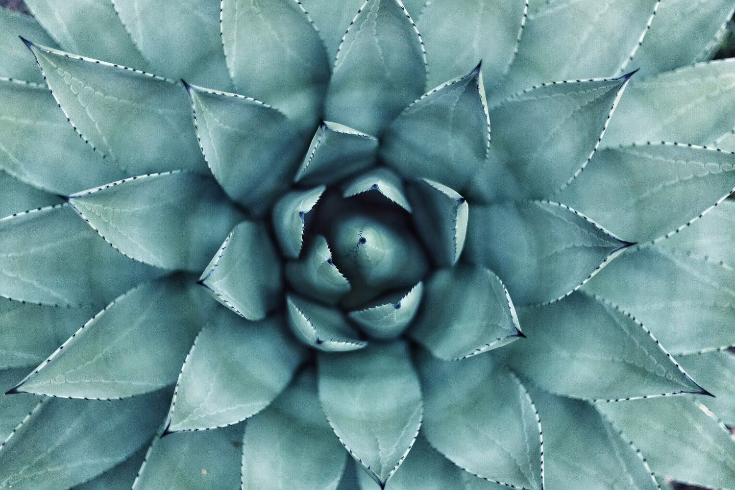 Close-up top view of a symmetrical succulent plant with pointed blue-green leaves.