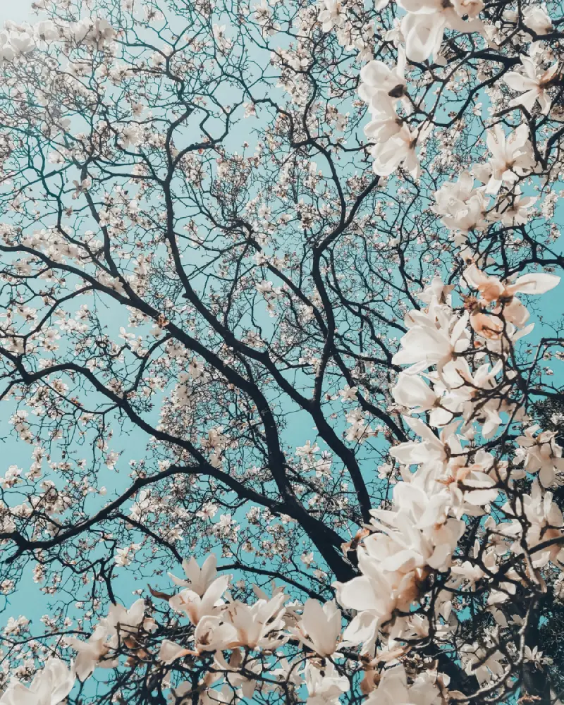 Dark tree branches with white blossoms against a clear blue sky in spring.