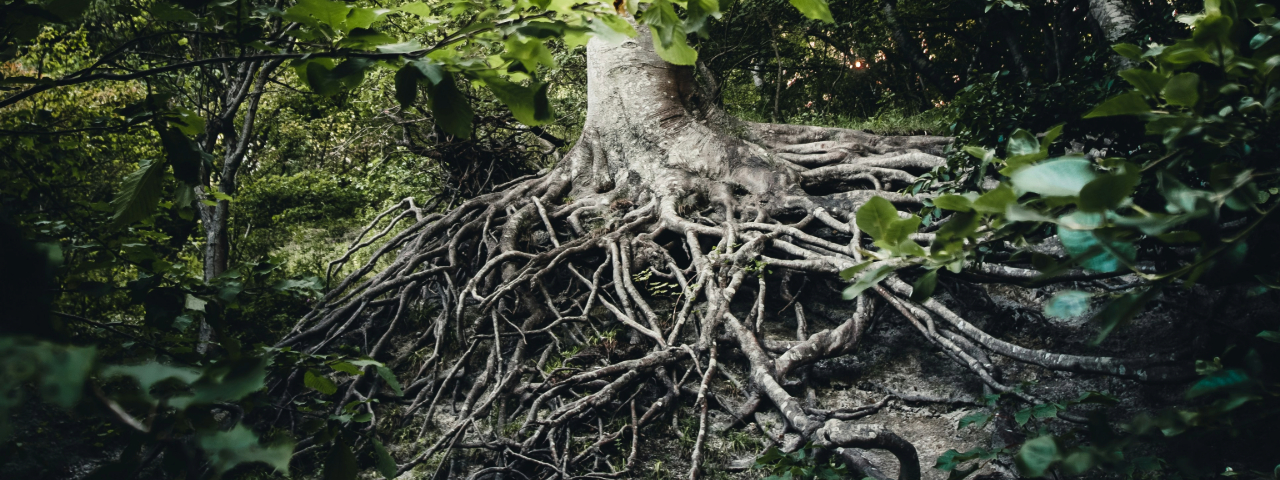 Tree roots anchored in the ground, symbolizing strong foundations and trust in landing page design.