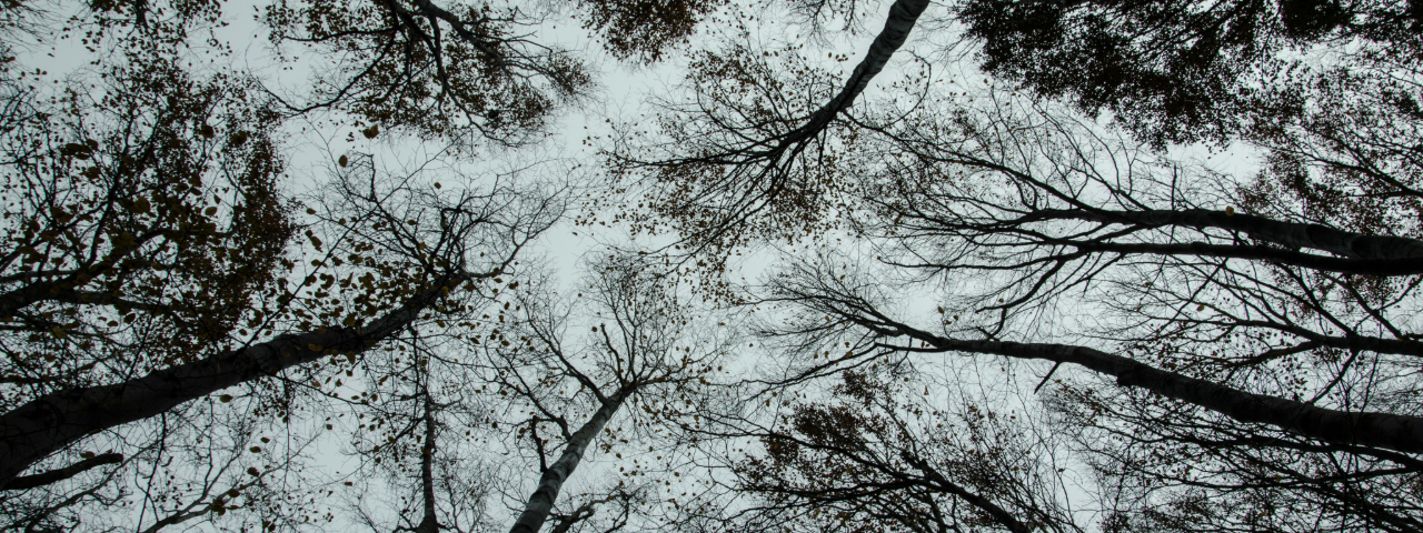 Tree branches showing strong trunks as collections and small leaves as tags.