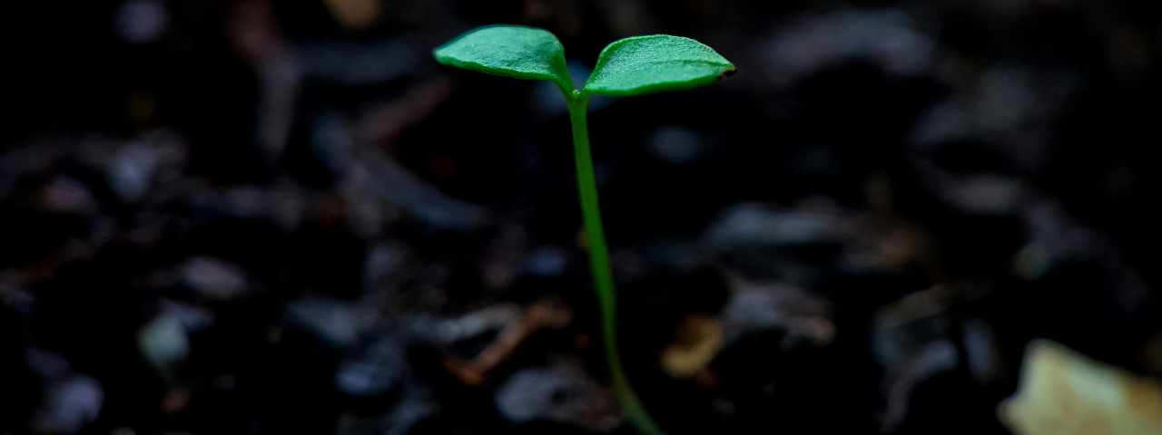 Small green sprout emerging from dark soil, symbolizing early-stage CRO tests with limited traffic.