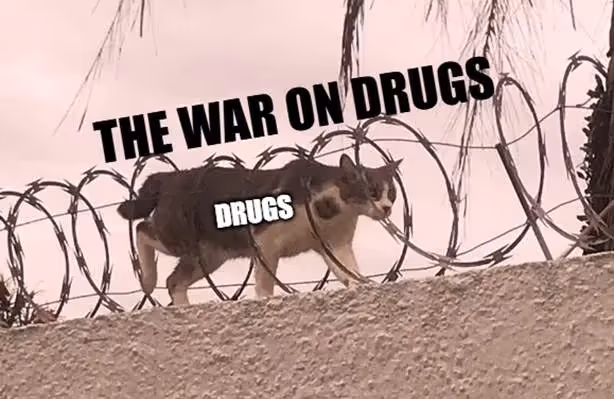 A cat walking on a wall with barbed wireAI-generated content may be incorrect.