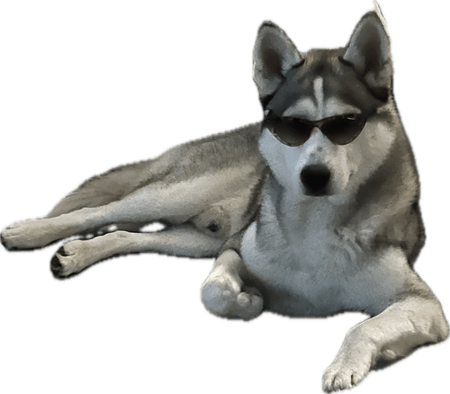 Silver de Husky, mascotte van Bas Software.