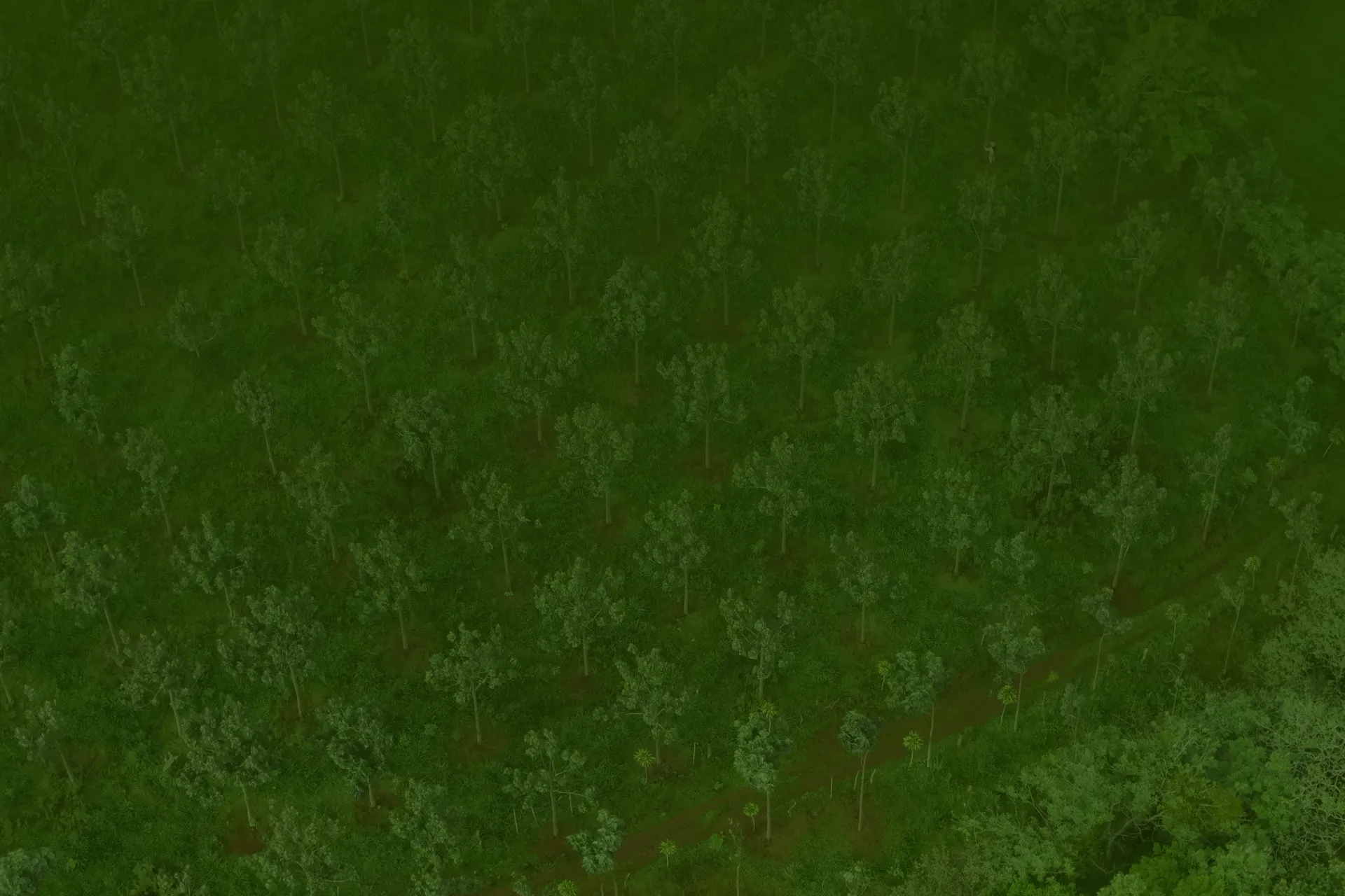 Birds-eye-view of a tree field.