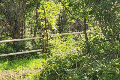 Wooden rail fence surrounded by green grass and leafy trees in a sunlit forest setting.