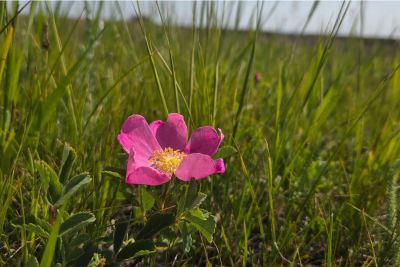 Close-up of a single wild rose with yellow center growing among green grass in a field.
