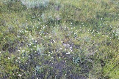 Field of green grass with scattered small white wildflowers under daylight.