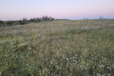 Open grassy field with small white wildflowers under a clear sky at dusk.