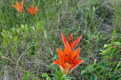 Bright orange wood lilies growing amidst green grass and foliage.