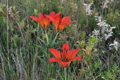 Three bright wood lilies growing among green grass and plants in a natural outdoor setting.